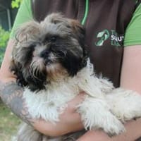 Brutus, frecher Welpe, Hund zur Adoption