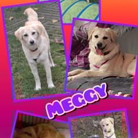 Hübsche Meggy- auf Pflegestelle!, Hündin zur Adoption