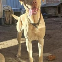 Karsten - ein lieber Rüde, Hund zur Adoption