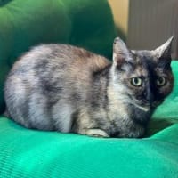 Schildpattkatze, sehr lieb sucht Zuhause, Katze zur Adoption