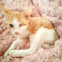 Tigger sucht liebevolles Zuhause 🐾, Kater zur Adoption