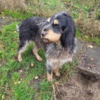 Jasmin, Hündin zur Adoption