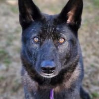 Skyla, Hündin zur Adoption