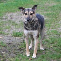 Maja - wo darf ich Zuhause sein?, Hündin zur Adoption