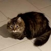 Diva sucht mit Freigang, Katze zur Adoption