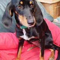 Fröhliche Peggy sucht tolles Zuhause, Hündin zur Adoption