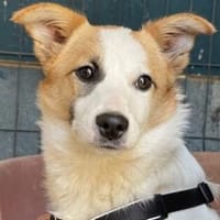 Jenna möchte endlich ankommen, Hündin zur Adoption