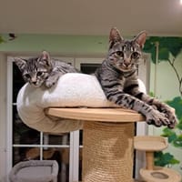 Mama und Tochter suchen ein Zuhause, Katze zur Adoption