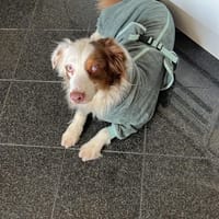Fiete - Sportlicher Aussie Rüde, Hund zur Adoption