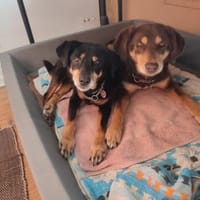 Lord und Lea sind zwei tolle Senioren, Hund zur Adoption