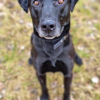 Bruno, Hund zur Adoption