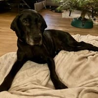 Areta - hofft auf ein liebes Zuhause, Hündin zur Adoption