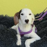 Relina sucht ihre Menschen..., Hündin zur Adoption