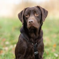 Uber  - Flitzpiepe ', Hund zur Adoption