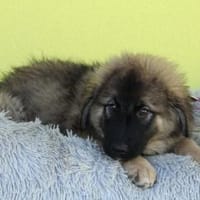 Shiva möchte ihr Herz verschenken..., Hündin zur Adoption