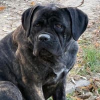 Ich heiße Stella ..., Hündin zur Adoption