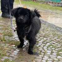 Nico hofft auf sein HAPPY-END, Hund zur Adoption