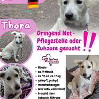 💛Thora💛sucht erfahrenes Zuhause, Hündin zur Adoption