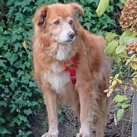 Mirtilla Pflegestelle in Bayern, Hündin zur Adoption