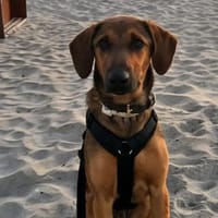 Kayo -zur Pflege in 23701 Bockholt-, Hund zur Adoption