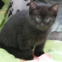 Fünf kleine schwarze Katzenkinder, Kater zur Adoption