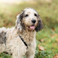 Tek, Hund zur Adoption