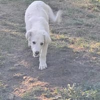 Joy, auf der Suche nach dem Glück, Hündin zur Adoption