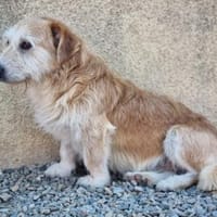 Bary - der Ruhige!, Hund zur Adoption