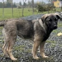 Malinois Welpe Aurelia sucht Zuhause, Hündin zur Adoption