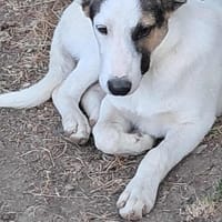 Bianca, Zuckerschnute sucht Anschluß, Hündin zur Adoption