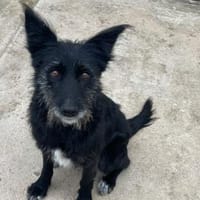 NINA - lieb und freundlich, Hündin zur Adoption