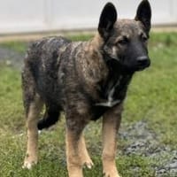 Hübsche Tinca sucht aktives Zuhause, Hündin zur Adoption