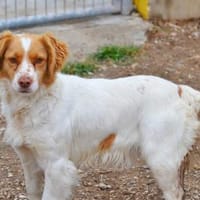 Alma  -  war ganz allein unterwegs, Hündin zur Adoption