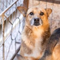 Amadou sucht seine Menschen, Hund zur Adoption