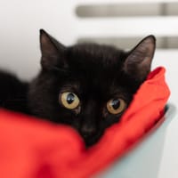 Manuka, chatte à adopter