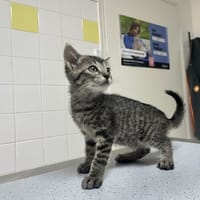 Alice (en cours d'adoption), chatte à adopter