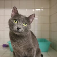KARA HAB17442, chatte à adopter