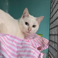 CAPUCINE, chatte à adopter