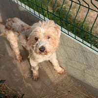 Titeuf, chien à adopter