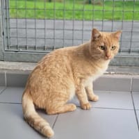 WIKKY, chat à adopter