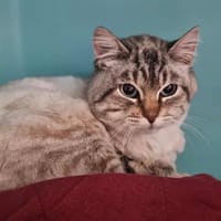 XENON, chat à adopter