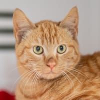 Roudoudou, chat à adopter