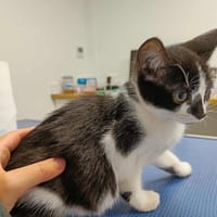 OCARINA QCT (réservé), chat à adopter