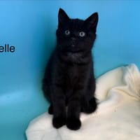 Belle, chatte à adopter
