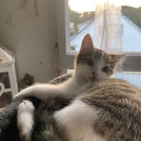 Ice-cream, chatte à adopter