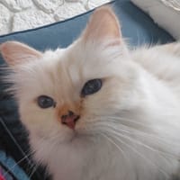 Scarlett, chatte à adopter