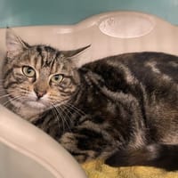 KYO, chatte à adopter