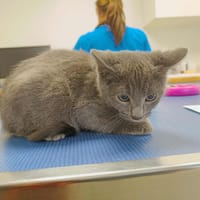 KAZOO QCT, chat à adopter