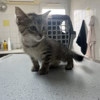 Aladdin (en cours d'adoption), chat à adopter