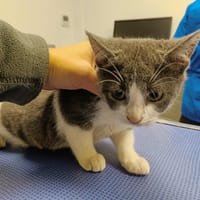 KALIMBA QCT (réservée), chatte à adopter